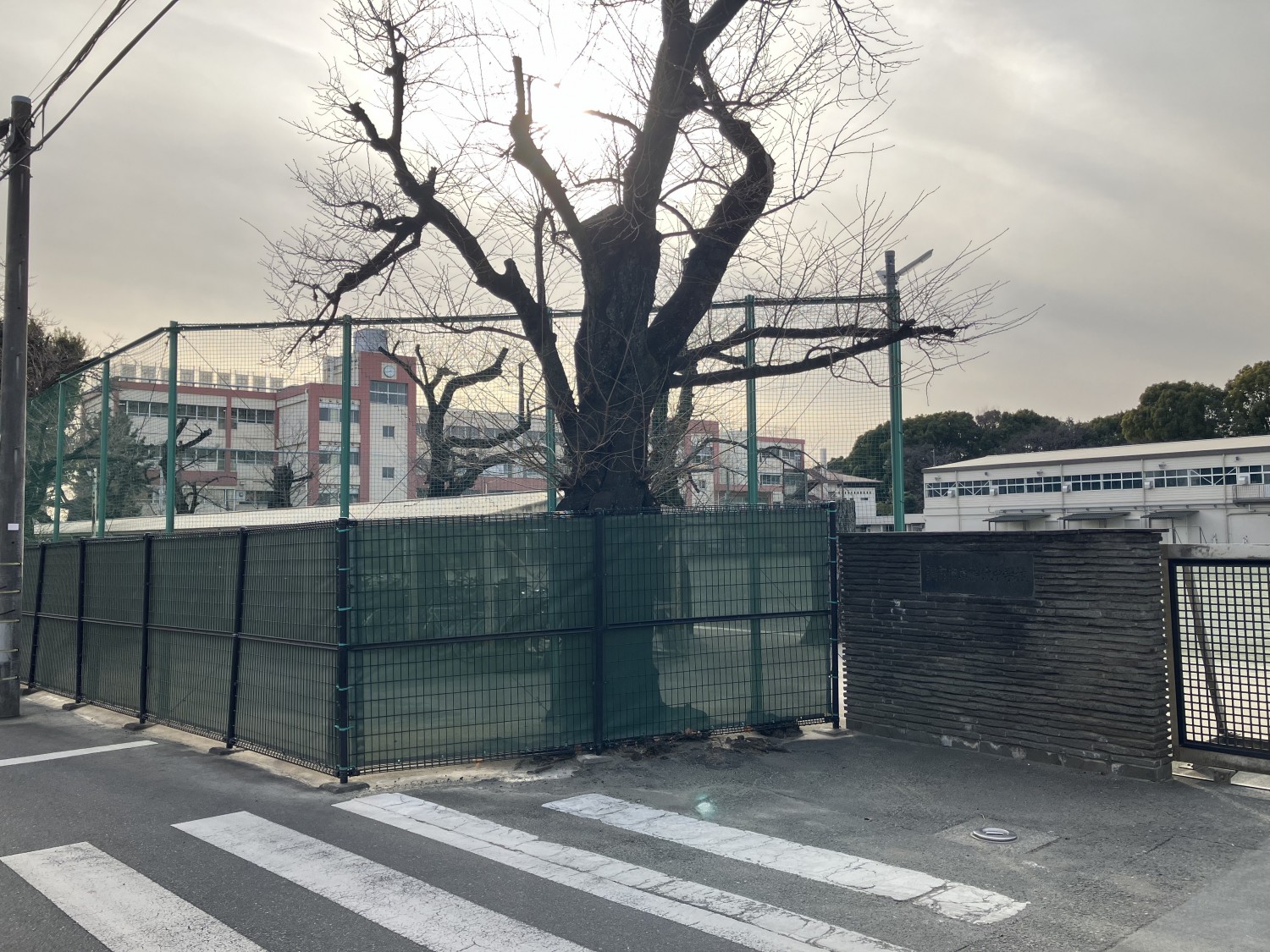 調布市立神代中学校　1500ｍ