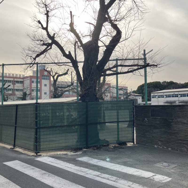 調布市立神代中学校　1500ｍ